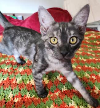 Yuki -  Domestic Short Hair and Tabby Cat for Adoption in Redlands, California - Yuki | PetCurious