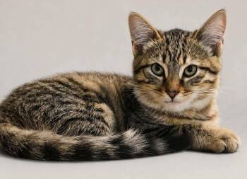 Miss Molly May -  Domestic Short Hair Cat for Adoption in Cromwell, Kentucky - Miss Molly May | PetCurious