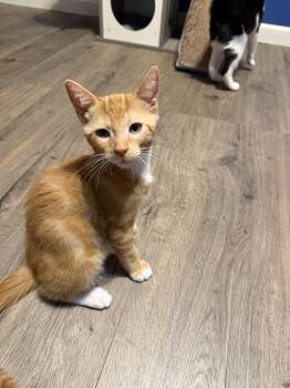 Syrup (w/ Karo) -  Domestic Short Hair Cat for Adoption in Greenwich Township, New Jersey - Syrup (w/ Karo) | PetCurious