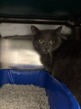 Totoro -  Domestic Short Hair Cat for Adoption in Montreal, Quebec - Totoro | PetCurious