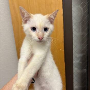 Odie -  Domestic Short Hair Cat for Adoption in Columbiana, Alabama - Odie | PetCurious
