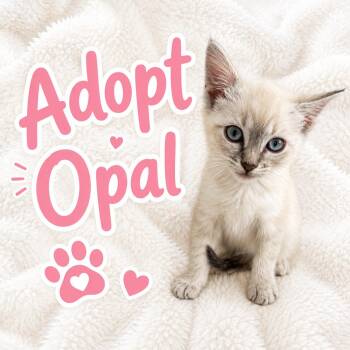 Siamese Cats Available for Adoption in Long Beach, California - Opal | PetCurious