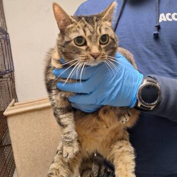 Rescue Domestic Short Hair Cats for Adoption in Philadelphia, Pennsylvania - Pepper | PetCurious