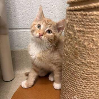 Domestic Short Hair Cats Available for Adoption - Venice | PetCurious