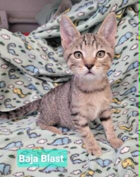 Baja blast -  Domestic Short Hair Cat for Adoption in Richmond, Indiana - Baja Blast | PetCurious