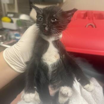Mung Bean -  Domestic Short Hair Cat for Adoption in Reno, Nevada - Mung Bean | PetCurious