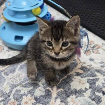 Blackberry -  Domestic Short Hair Cat for Adoption in Chesapeake, Virginia - Blackberry | PetCurious