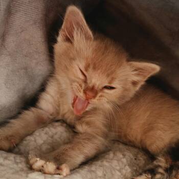 Valkore -  Domestic Short Hair Cat for Adoption in Layton, Utah - Valkore | PetCurious