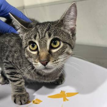 Nori -  Domestic Short Hair Cat for Adoption in Tampa, Florida - Nori | PetCurious
