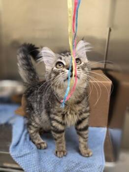 Scarecrow -  Domestic Long Hair and Domestic Short Hair Cat for Adoption in Westland, Michigan - Scarecrow | PetCurious