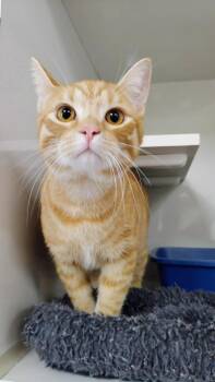 Domestic Short Hair Cats Available for Adoption in Corpus Christi, Texas - Roman | PetCurious