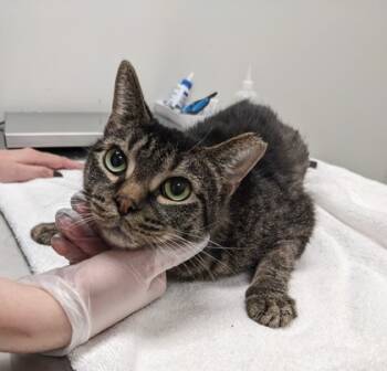 Rescue Domestic Short Hair Cats for Adoption in Cleveland, Ohio - Plato | PetCurious