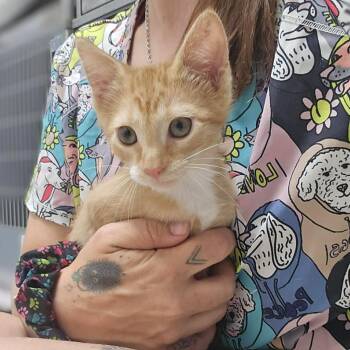 Felix -  Domestic Short Hair Cat for Adoption in Sunrise Beach, Missouri - Felix | PetCurious