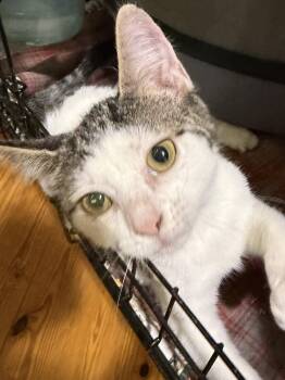 Lightning -  Tabby Cat for Adoption in Lake Ozark, Missouri - Lightning | PetCurious