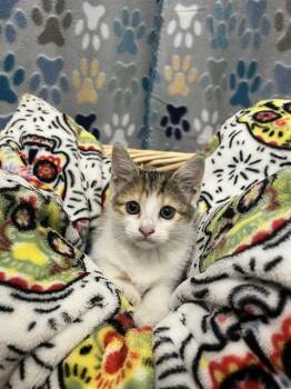 Domestic Short Hair Cats Available for Adoption in Rosenberg, Texas - STORM | PetCurious