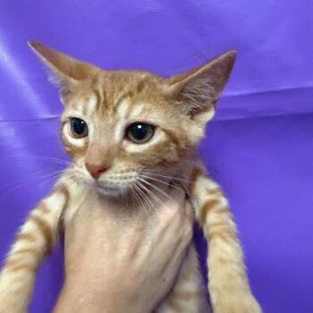 Vibrant -  Domestic Short Hair Cat for Adoption in North Myrtle Beach, South Carolina - Vibrant | PetCurious