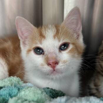Domestic Short Hair Cats Available for Adoption in Middletown, Rhode Island - French Toast | PetCurious