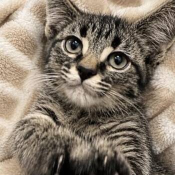 Avery -  Domestic Medium Hair Cat for Adoption in Orland Hills, Illinois - Avery | PetCurious