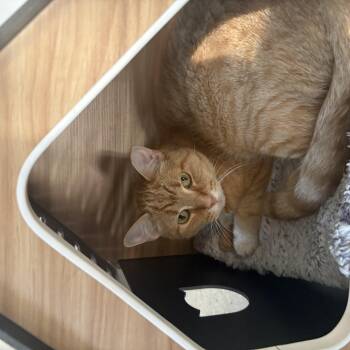 Aslan -  Domestic Short Hair Cat for Adoption in Lansing, Michigan - Aslan | PetCurious