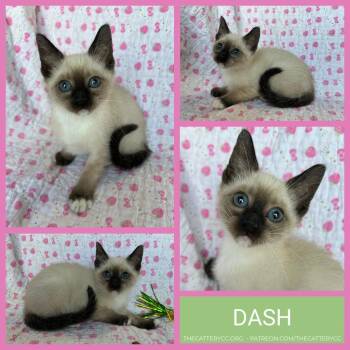 Dash -  Domestic Short Hair Cat for Adoption in Corpus Christi, Texas - Dash | PetCurious