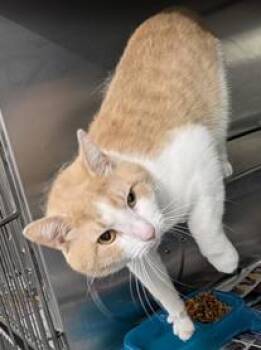 Merle -  Domestic Short Hair Cat for Adoption in Herndon, Virginia - Merle | PetCurious