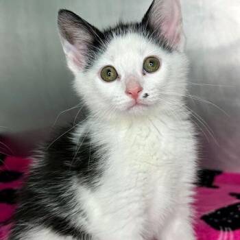 Domestic Medium Hair and Extra Toes Cat Hemingway Polydactyl Cats Available for Adoption in Matteson, Illinois - Khepri | PetCurious