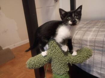 Dulce -  Domestic Short Hair Cat for Adoption in Hudson, New Hampshire - Dulce | PetCurious