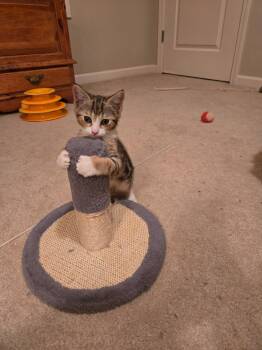 Rescue Domestic Medium Hair Cats for Adoption - Cricket | PetCurious