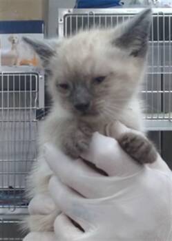 ROCCO -  Domestic Medium Hair Cat for Adoption in Salinas, California - ROCCO | PetCurious