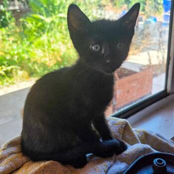 Inky -  Domestic Short Hair Cat for Adoption in San Diego, California - Inky | PetCurious