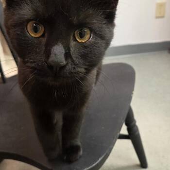Domestic Short Hair Cats Available for Adoption in Hartville, Ohio - Sy | PetCurious