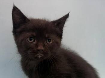 Rumi -  Domestic Short Hair Cat for Adoption in Woodbury, Minnesota - Rumi | PetCurious