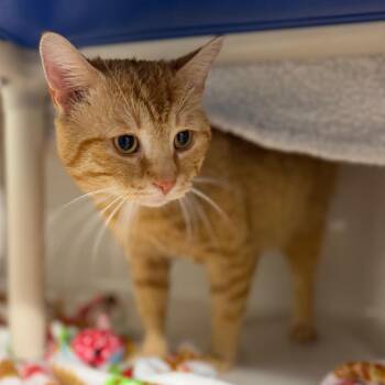 Domestic Medium Hair Cats Available for Adoption in Watertown, New York - Love Bug | PetCurious