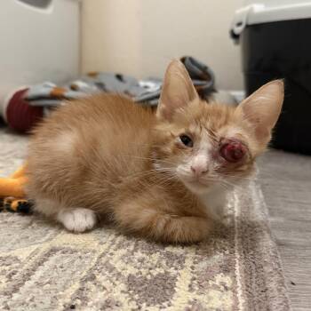 Hook -  Domestic Short Hair Cat for Adoption in Baytown, Texas - Hook | PetCurious