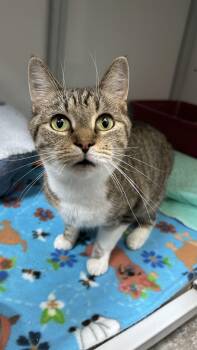 Domestic Short Hair Cats Available for Adoption in White Oak, Pennsylvania - Alina  | PetCurious