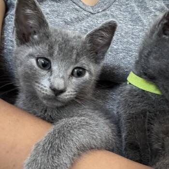 Trix -  Domestic Short Hair Cat for Adoption in Westminster, California - Trix | PetCurious