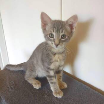 Sheldon -  Domestic Short Hair Cat for Adoption in Hemet, California - Sheldon | PetCurious