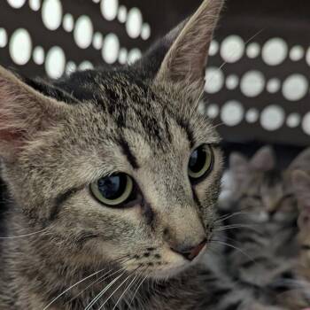 Whitney -  Domestic Short Hair Cat for Adoption in Pittsburgh, Pennsylvania - Whitney | PetCurious