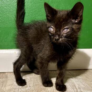 Tycho -  Domestic Short Hair Cat for Adoption in Saint Joseph, Missouri - Tycho | PetCurious
