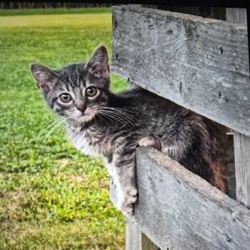 Captain Flint -  Domestic Short Hair Cat for Adoption in Milton, Delaware - Captain Flint | PetCurious
