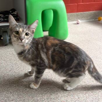 Dolly -  Domestic Short Hair Cat for Adoption in Sarasota, Florida - Dolly | PetCurious