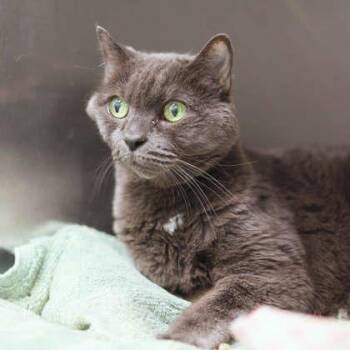 Helen -  Domestic Short Hair Cat for Adoption in Atlanta, Georgia - Helen | PetCurious