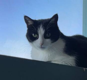 DORIS -  Domestic Short Hair Cat for Adoption in Las Vegas, Nevada - DORIS | PetCurious