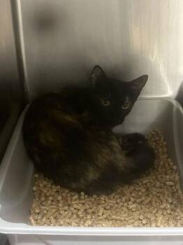 Minesa -  Domestic Short Hair Cat for Adoption in San Antonio, Texas - Minesa | PetCurious