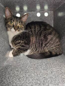 Martina -  Domestic Short Hair Cat for Adoption in Athens, Tennessee - Martina | PetCurious