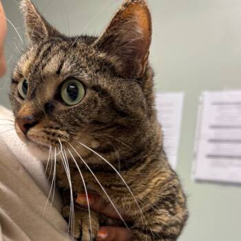 Rescue Domestic Short Hair Cats for Adoption in Waldorf, Maryland - Mila | PetCurious