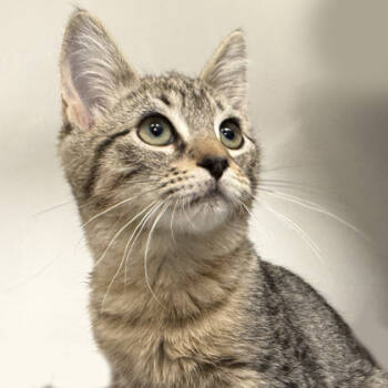 Rescue Domestic Short Hair Cats for Adoption in Voorhees Township, New Jersey - Diva | PetCurious