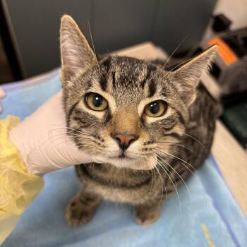Seamus -  Domestic Short Hair Cat for Adoption in Evanston, Illinois - Seamus | PetCurious