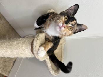 Rescue Domestic Short Hair Cats for Adoption in Frankenmuth, Michigan - Angel | PetCurious