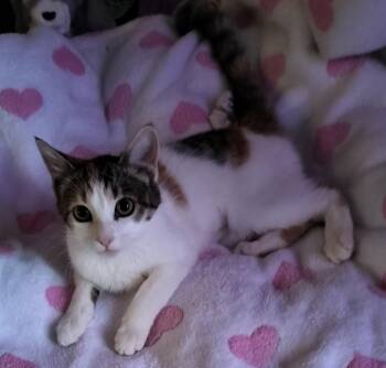 Calico Cats Available for Adoption - Rose | PetCurious